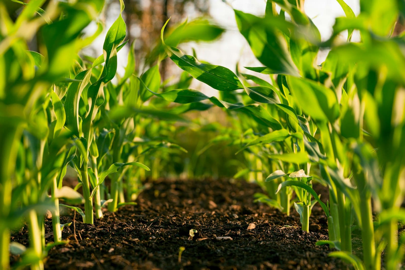 Agribusiness