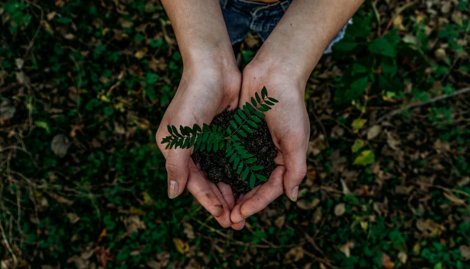 Seedlings growing, SWK youth impact
